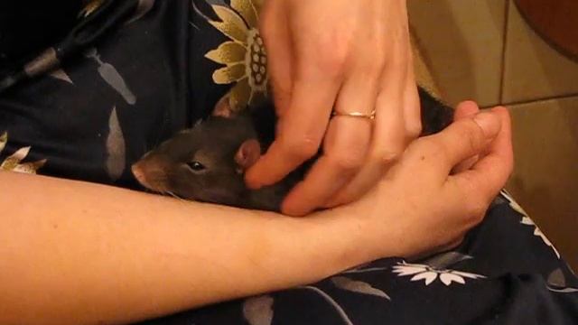 Гоша-тащун 1 смотреть онлайн