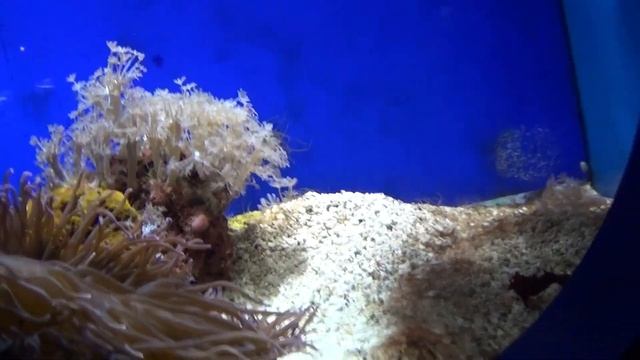 МОНАКО ОКЕАНАРИУМ смотреть онлайн