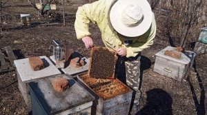 племенной материал 8 марта