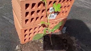 Лагенария - посудная тыква как подвой для Арбузов , поделки из Лагенарии .