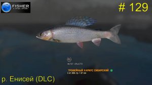 #129 р.Енисей(DLC) ч.17 Путь к серебру: вылов хариуса сибирского. Прохождение Fisher Online