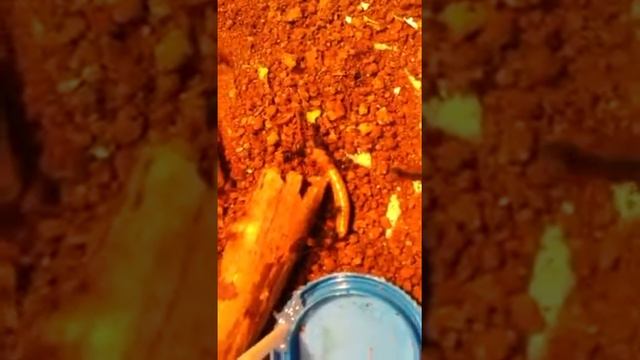 Aphaenogaster cazando un tenedrio смотреть онлайн