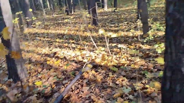 Белка Рыжик и серый бельчонок смотреть онлайн