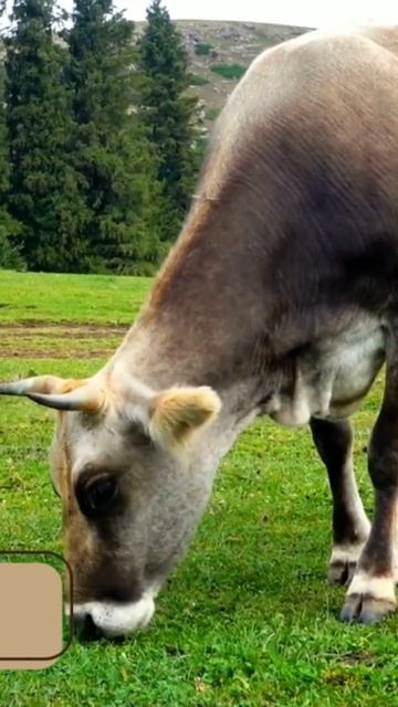 Hewan HERBIVORA #shorts смотреть онлайн