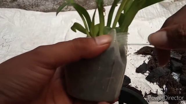 UNBOXING ANGGREK ONCIDIUM "MINI TWINKLE RED FANTASY" смотреть онлайн