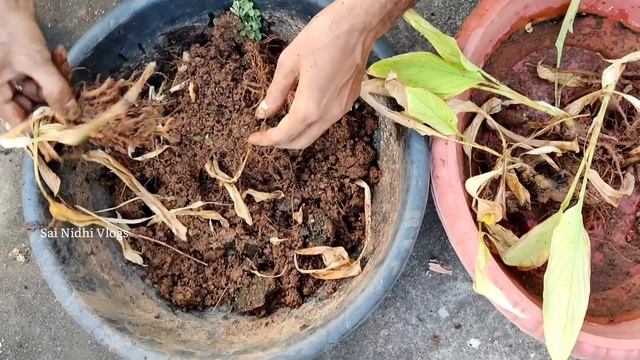 Organic Turmeric Harvest in our Terrace Garden  Home Grown Turmeric  Sai Nidhi Vlogsturmericvlo