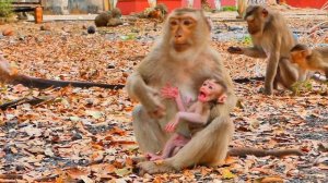 OK style of baby monkey ROBERT is very amazing and cutest.