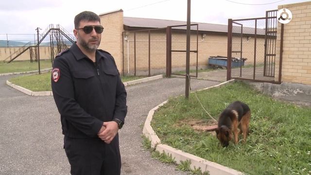 Къахьегамхо. Кинолог Ужахов Алихан смотреть онлайн