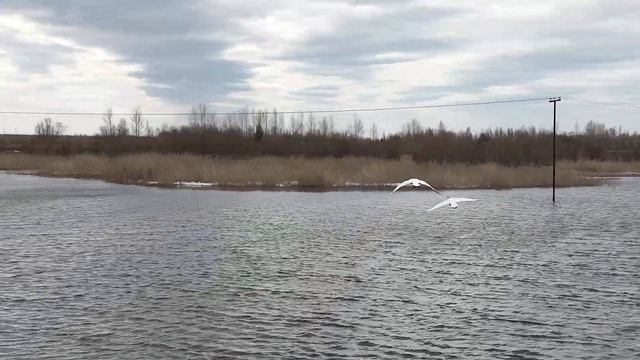 Птицы весна смотреть онлайн