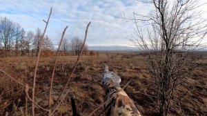 ОХОТА НА ЗАЙЦА ДОБЫЛИ 3Х ШТУК .