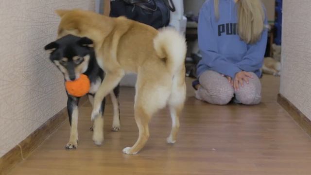 Шибаноиды. Часть 1 - "игра с мячом" смотреть онлайн