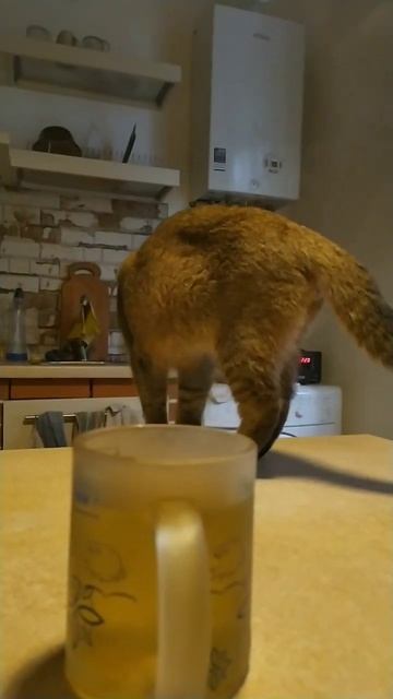 оказывается коты понимают человеческую речь смотреть онлайн