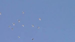 Полеты пермских голубей