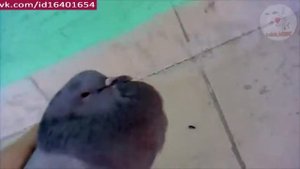 Голубь чётенько сдох