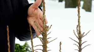 Бывают ли колоновидные груши? Расскажет вам об этом селекционер Михаил Качалкин.