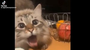 кот рыгает после твореженки Агуша у таджика за рабство своей жены