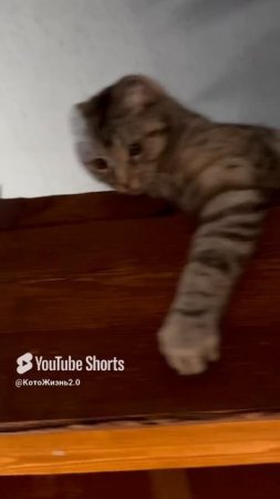 Кошка и Суслик #cat #помощьбездомным #веселыекоты #животные #видосыоткота #котик #моякошка #cat