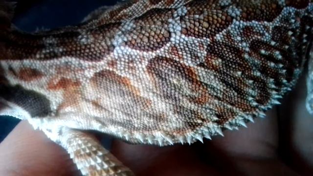 Полинявшая ящурка смотреть онлайн