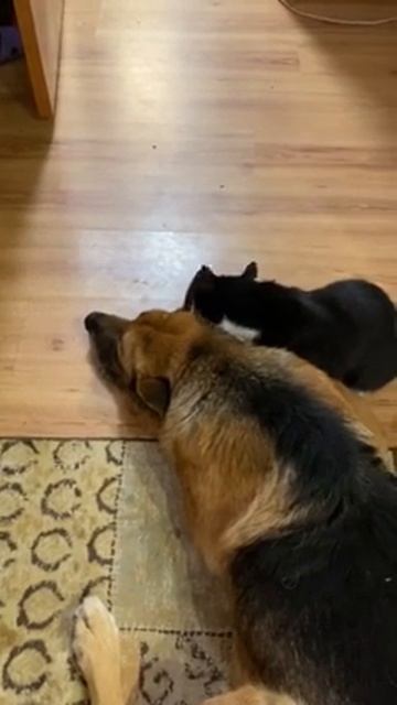 Кто говорил, что как кошка с собакой - плохо? смотреть онлайн