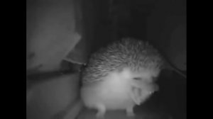 ёжик чихнул и пукнул (Рорру Рlау timе