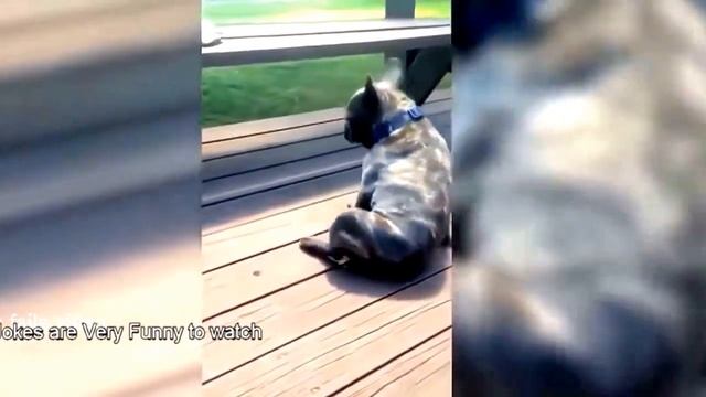 Животные со стороны смотреть онлайн