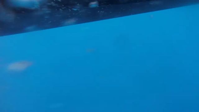 Barracuda and shark смотреть онлайн