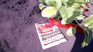 Как вырастить табак курительный в Сибири