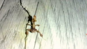 ТАНЕЦ БОГОМОЛА🎶