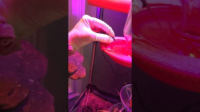 Hornworm breeding -How to hand feed your manduca moth its nectar смотреть онлайн