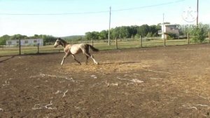 Орловский рысистый жеребец Наследник (Кураж -Накладка) 2022 года, цена 150 т. р.