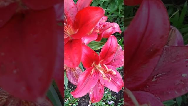 ЛИЛИИ У ДОМА . смотреть онлайн