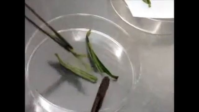 Isolation of Xylella fastidiosa from plant leaf tissues смотреть онлайн