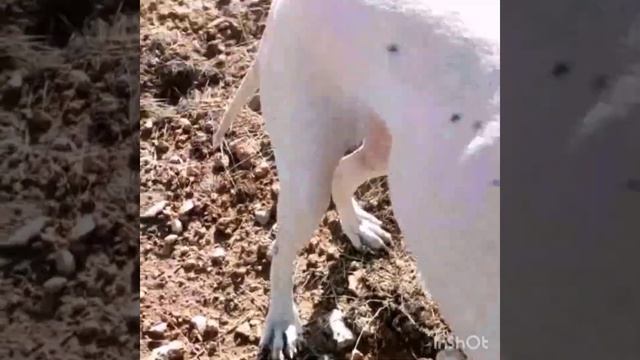 çil keklik tavsan avi.freckle partridge and rabbit hunting.охота на веснушчатую куропатку и кролика смотреть онлайн