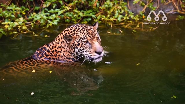 ANIMAIS QUE PODEM MATAR UMA ONÇA смотреть онлайн
