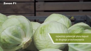 Kapusta ZENON F1 niezawodna w uprawie i przechowywaniu
