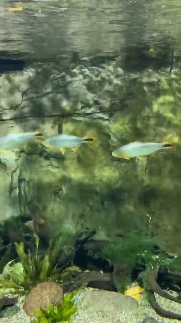 РЕЧНЫЕ МОНСТРЫ смотреть онлайн