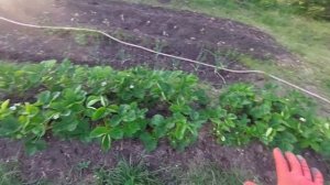 Мульчирование клубники весной сеном