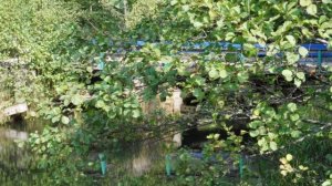 Наш лес и речка Унжа/ д Иватино/Меленковский район