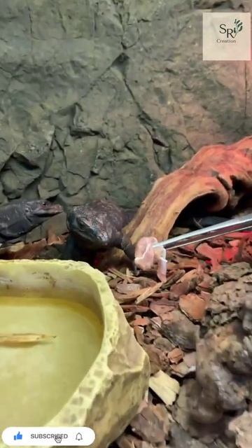 mini dinosaur #danger #like #trending #new #animals смотреть онлайн