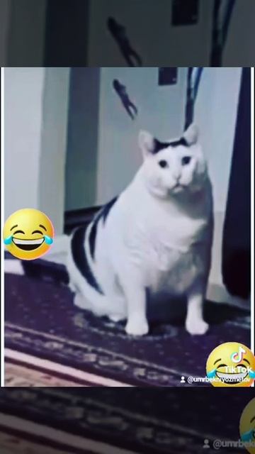 крутая кошка смотреть онлайн