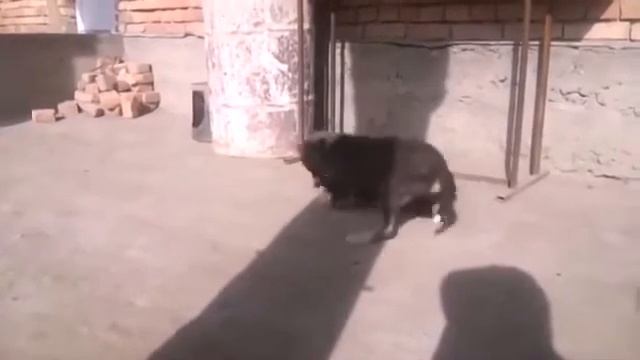 Петух Vs Собака   фильм