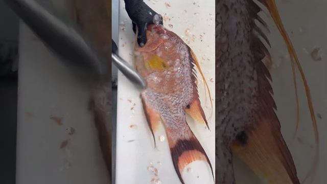 Back scratches 😌 смотреть онлайн