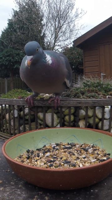 Красавчик) #вяхирь #птицы #shorts смотреть онлайн