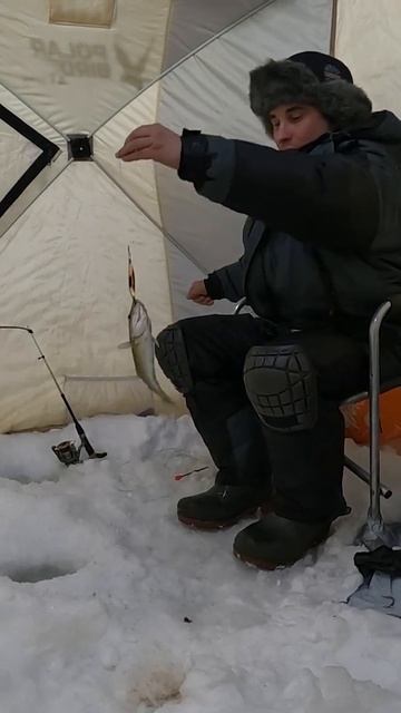 Треска на блесну зимой смотреть онлайн