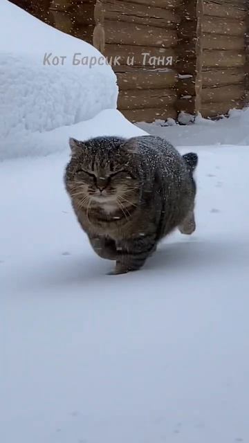 ЛЕСНОЙ КОТ по всем параметрам #барсик #леснойкот #catlover #дикийкот #forestcatplay смотреть онлайн