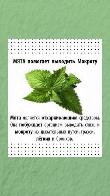 Полезно знать про мяту #здоровье #полезныесоветы #полезнознать #польза смотреть онлайн