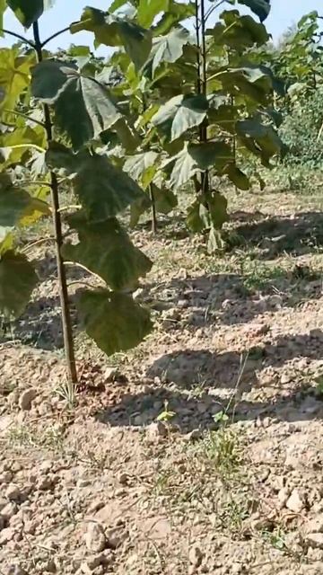 Дерево Павловния Россия Казахстан Тожикистон Кыргызстан 🤗 смотреть онлайн