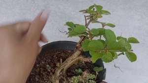 BELUM DI KENAL SEMPAT DI RAGUKAN ‼️ TAPI TERBUKTI SEKARANG JADI BONSAI ELEGAN