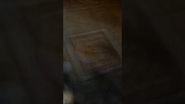 Милый но злой котенок кузя .да его так зовут КУЗЯ