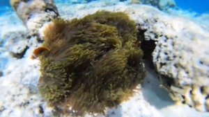 Мальдивы день 2. Остров Гули. Снорклинг . Цены на водные развлечения. Ответы на вопросы подписчиков